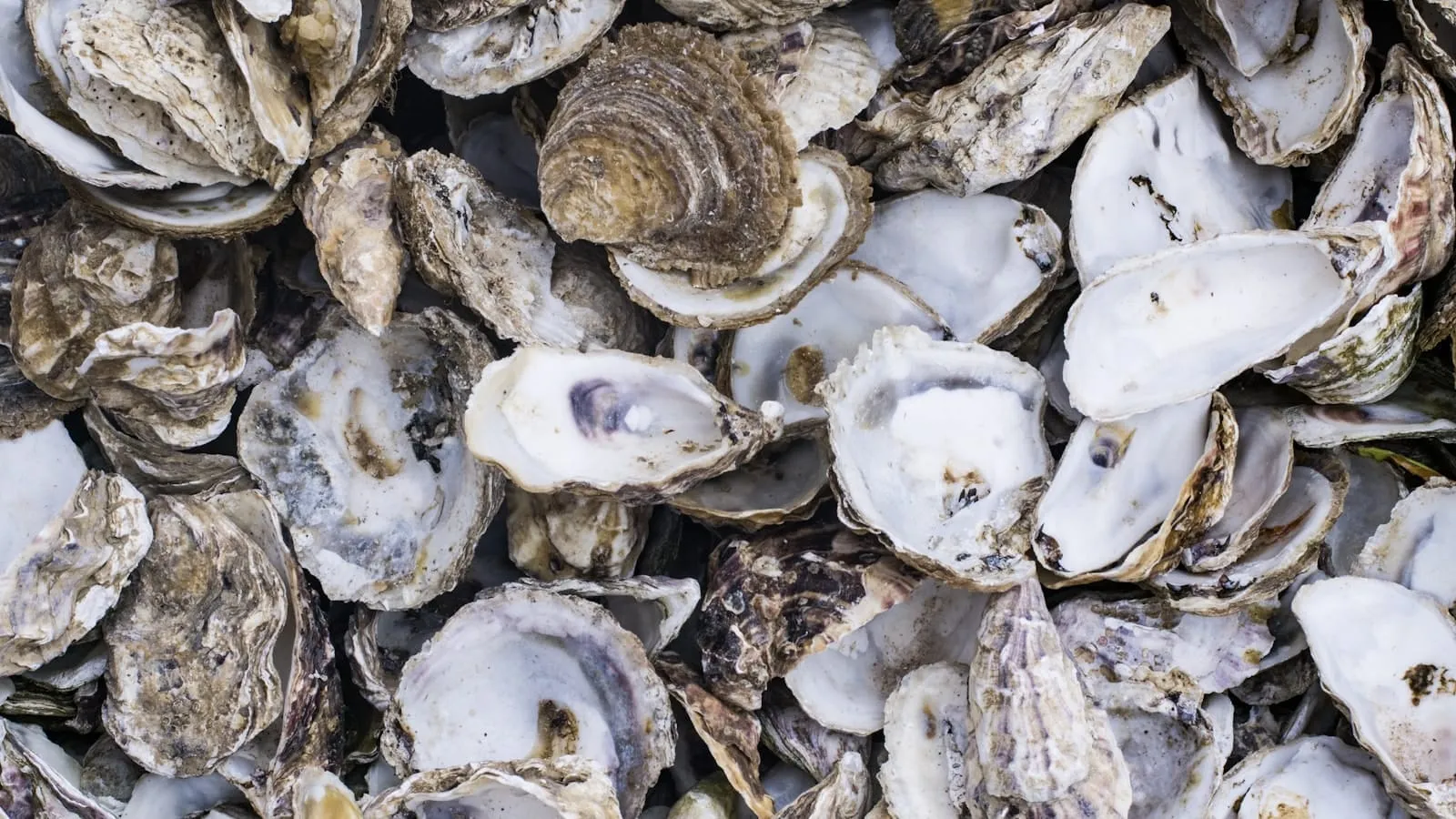 A dense pile of opened oyster shells.